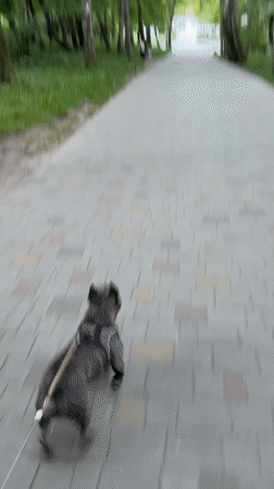Early morning dog walk captured in Ternopil park