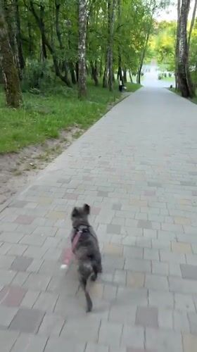 Early morning dog walk captured in Ternopil park
