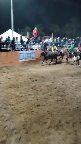 A short video captures a bull-riding event at night. The arena is packed with spectators sitting along the railing. Several riders on horseback chase after a dark bull, aiming to tackle it in the dirt ring. One rider manages to bring the bull down, kicking up dust as it falls. The environment is illuminated by bright lights.