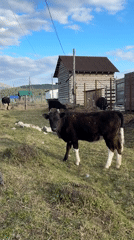 Rural cattle grazing documented in Tyulyuk village, Russia