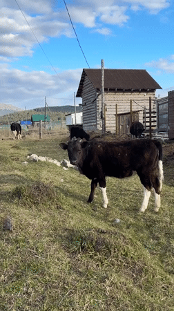 Rural cattle grazing documented in Tyulyuk village, Russia