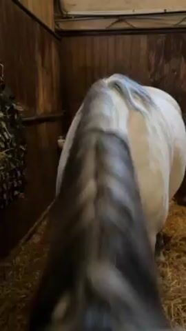 A hand is shown touching the face of a white horse, who is behind a metal gate in a wooden barn. The horse’s face is white with a gray mane, and it looks at the person with its eye half-closed. There is hay behind the horse. The video appears to be shot at close range.