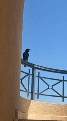 Balcony life in Sharm El Sheikh: crows, selfies, and a baby