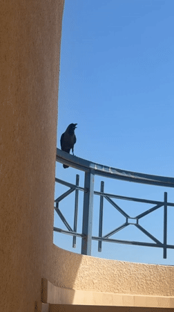 Balcony life in Sharm El Sheikh: crows, selfies, and a baby