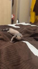 Person spends quiet moments with pet leopard gecko on bed