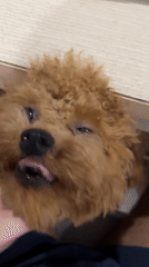 Daily life moments captured in Bắc Nha Trang: pets, wildlife