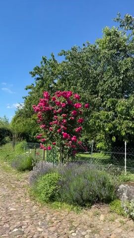The video displays a scenic rural landscape on a clear, sunny day. The first shot shows a vibrant pink rose bush in full bloom, alongside a lavender bush and a cobblestone path. A large tree with lush green foliage stands behind the rose bush, and a wire fence runs along the side. The camera pans to the right, revealing a wider view of the countryside, with rolling hills and vineyards in the distance. Another shot shows a dirt path leading through a village, with stone walls and more flowering bushes on either side. The final frames focus on a stone wall adorned with climbing roses and moss, with a clear blue sky overhead. The overall impression is one of a peaceful and idyllic countryside setting.