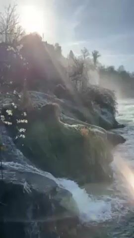 The video shows a section of the Rhine Falls in Switzerland on a bright, sunny day. The camera slowly pans from left to right, starting with a close-up view of rocky embankments covered in sparse, frost-touched vegetation, with small waterfalls trickling into the river. As the camera moves, the view expands to capture the wide, rushing river, churning with whitewater rapids and bordered by tree-covered hills in the distance. The bright sun creates lens flare and a misty effect over parts of the scene, enhancing the impression of the powerful waterfall. The sky is blue with a few wispy clouds, completing the landscape.