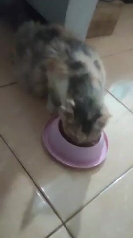 A calico cat is eating from a pink bowl on a tiled floor. The cat is positioned with its head down in the bowl, and its body is slightly angled away from the camera. The background is blurred but appears to be an indoor setting with a wall and some furniture.