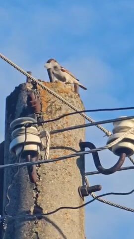 The video shows a house sparrow perched atop a weathered concrete utility pole. The bird, which has a brown crown and a gray and brown body, holds a small, white feather in its beak. It adjusts the feather briefly before shaking its head and flying off to the right. The utility pole has several wires and ceramic insulators attached to it. There is a blue sky in the background.