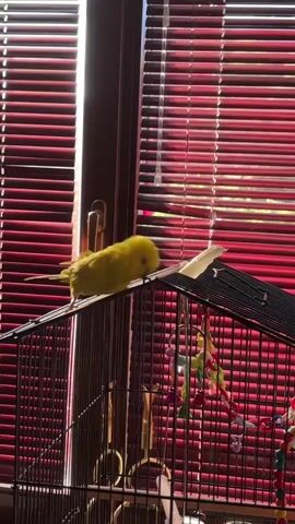 A small yellow bird sits on the roof of its cage, its head down, pecking at a piece of white material attached to the roof. The cage has colorful toys hanging inside. Behind the cage is a window covered by red blinds, with sunlight filtering through them. The bird is facing left and appears to be nibbling or chewing on the white object.