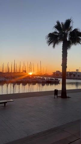 The video shows a harbor with many sailboats at sunset. The sun is a bright orange disc, partially obscured by the masts of the sailboats. The boats are white, and their masts reach high into the sky. The water is calm and reflects the light of the setting sun. To the right of the frame is a tall palm tree with fronds silhouetted against the orange sky. In the foreground is a paved walkway with a bench and a trash can. The sky is a gradient of colors, from pale blue at the top to orange near the horizon. There are buildings visible in the distance on the right.