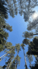 Cable car journey documented through Georgian mountain forest near Nunisi
