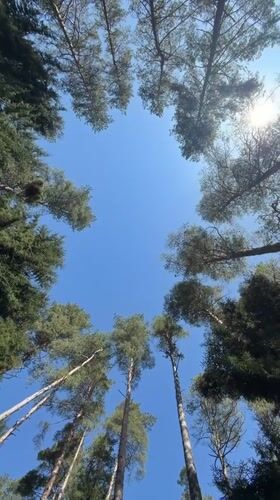 Cable car journey documented through Georgian mountain forest near Nunisi