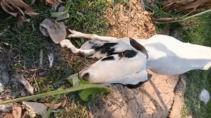 Goats and chickens going about their day in a rural Indonesian yard