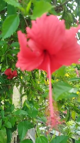 The video shows a close-up of a red hibiscus flower in bloom. The flower is in sharp focus, with its petals unfurled and its stamen visible. The background is a blur of green leaves and a hint of a tree trunk, suggesting the flower is growing outdoors. The lighting is natural, possibly from daylight, creating soft shadows on the petals. Another smaller red hibiscus flower is visible in the background, slightly out of focus. The camera is positioned at a low angle, looking up at the flower. There are no people or other living creatures visible in the frame. The overall impression is one of a serene, natural scene.