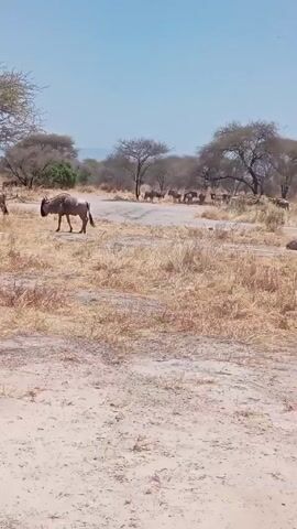 The video shows a landscape featuring dry grasslands, scattered trees, and a group of wildebeest. Some wildebeest are standing while others are lying down. The sky is clear blue. The scene appears to be a sunny day in a savannah-like environment.