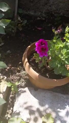 A close-up video shows a pink flower in a brown pot. The flower is in full bloom, with several petals. The pot is sitting on the ground, which is covered in dirt and leaves. There is a rock in the foreground, and some greenery in the background. The lighting suggests it is daytime.