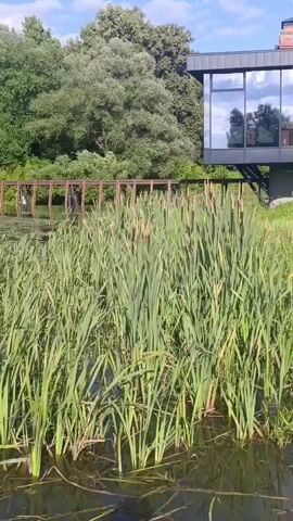 This media file captures a serene waterside scene, likely during daylight hours under a clear sky with scattered clouds. The foreground is dominated by a dense growth of cattails, their slender green stalks and brown seed heads rising from the calm, dark water. The water reflects the surrounding greenery and the sky, adding to the peaceful ambiance.

In the mid-ground, a rustic wooden bridge or walkway spans across the water, its weathered planks and metal supports suggesting a connection to a natural or park-like setting. Beyond the bridge, a modern building with large, reflective windows stands out against a backdrop of lush, mature trees. The building's contemporary design, with its sharp lines and glass facade, contrasts with the organic elements of the natural landscape. The reflection in the windows hints at the surrounding trees and sky.

The overall mood is one of tranquility and natural beauty, with a touch of modern architecture integrated into the environment. The scene evokes a sense of a peaceful retreat or a place where nature and human construction coexist harmoniously. The time of day appears to be mid-morning or early afternoon, given the bright sunlight casting clear shadows and illuminating the foliage. The location context of Naro-Fominsk, Russia, suggests a potentially temperate climate, consistent with the vibrant green of the trees and plants. No visible text is present in the media file.