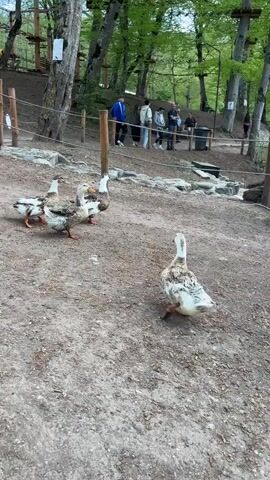 The video shows a group of ducks in a wooded area. There are five ducks, most of whom are mottled brown, white, and gray. One duck, closest to the camera, faces away from the viewer. The other ducks huddle together, facing different directions. The ground is dirt and scattered with rocks. A wooden fence with thin rope lines the back of the frame. Beyond the fence are trees and a group of people standing around, some talking. A black trash can is visible near them. One person wears a blue jacket. A sign is visible on a tree to the left. The day is overcast.