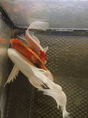 Koi fish swimming in a tank near a mosque in Indonesia
