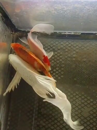 Koi fish swimming in a tank near a mosque in Indonesia