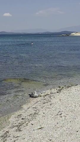 The video shows a shallow, clear ocean with a pebble beach in the foreground. A pigeon is visible on the beach. In the water, there are at least two people swimming. The water is calm and the sky is clear blue with a single cloud. The overall impression is a peaceful day at the beach.