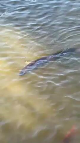 The video depicts a murky body of water where a large, dark fish swims among several smaller, orange-colored fish. The water appears to be shallow and slightly disturbed, with small ripples on the surface. The larger fish is the primary focus, its elongated body moving through the water, while the smaller fish dart around it.
