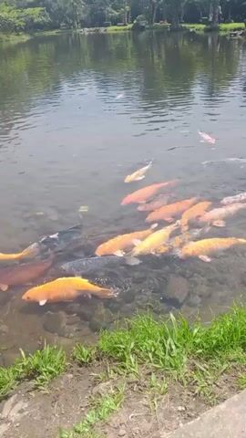 The video shows a pond with many koi fish swimming. The pond is surrounded by grass and trees, and there are some people in the background. The water is clear and you can see the rocks on the bottom of the pond. The koi fish are of various colors, including orange, white, and black. Some of the fish are very large. The sun is shining and there are reflections on the water.