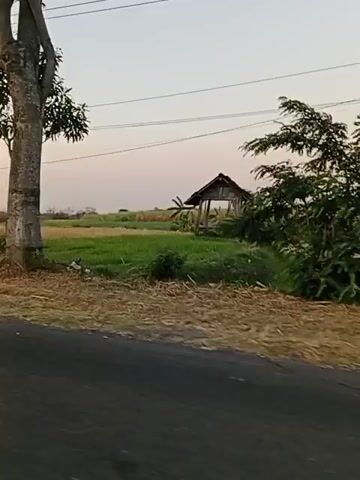 A video shows a rural landscape with a road in the foreground. A large tree stands to the left of the frame, with a smaller tree behind it. In the middle ground, there is a field with various crops, including what appears to be corn. A small, rustic hut or shed is visible in the field to the right. Power lines stretch across the sky. The lighting suggests it is either early morning or late afternoon. The camera appears to be moving slightly, possibly from a vehicle.