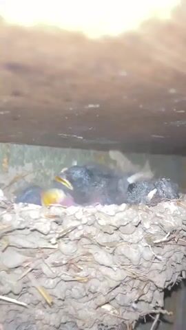 The video presents a close-up view of a bird's nest, constructed primarily from mud, straw, and small debris, affixed to a vertical surface beneath a rough wooden beam. Inside the nest are several young bird hatchlings, likely swallows or martins, given the nest's construction and placement.

At least four baby birds are visible. Their bodies are dark grey, with sparse, wispy down feathers, and their skin, especially around the neck and head of one prominent chick, appears pink and largely featherless, indicating their very young age. Throughout the video, two of the chicks are particularly active, stretching their long, slender necks and opening their mouths wide. The interiors of their mouths and their gape flanges are a striking bright yellow and orange, a classic visual signal to attract parental feeding. They emit persistent, loud peeping and chirping sounds, clearly soliciting food. Other chicks are partially obscured or resting within the nest.

The scene is illuminated by natural, diffused daylight, suggesting it is daytime. The nest's sheltered location under a wooden structure is typical for these bird species in regions like Milkovitsa, Bulgaria. There is no visible text.