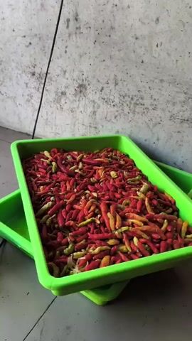 A close-up, slightly tilted shot shows a green plastic tray overflowing with a large quantity of small, red and yellow chilies. The chilies are piled high, with some appearing to be dried. The tray rests on top of another identical green tray, and they are positioned in front of a textured, light-colored wall. A thin black cable runs vertically down the left side of the frame, against the wall. The floor beneath the trays is a neutral, tiled surface.