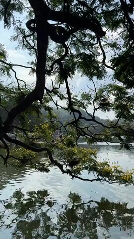 The video shows a view of a lake through the branches of a tree. The water is calm and reflects the sky and trees. Some yellow flowers bloom on the branches. Some boats are docked on the far side of the lake.