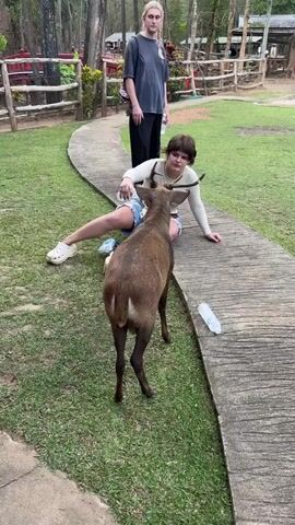 A waist-level shot shows a woman sitting cross-legged on a concrete path next to a small brown deer. The woman is white, has short dark hair, and is wearing a long-sleeved beige shirt and short denim shorts. She is holding a bottle of water and dribbling the water onto the deer’s antlers. The deer is facing the woman, seemingly drinking the water off its antlers. Behind the woman, a second white woman is standing on the same path. She has long blonde hair and is wearing a dark grey t-shirt and black pants. She is also holding a bottle of water. The background consists of a grassy area with trees and a wooden fence in the distance. Another empty water bottle lays on the path next to the deer.