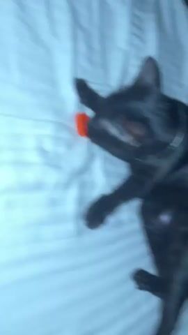 A black cat is lying on its back on a white, striped surface, possibly a bed. The cat is playing with an orange object, which appears to be a cap from a bottle. The cat's paws are extended, and it is batting at the cap. The cat's eyes are open, and it appears to be engaged in play. The lighting is dim, and there is a slight blur to the footage, suggesting movement.