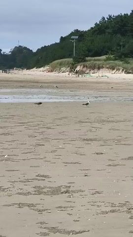 The video shows a sandy beach with some vegetation in the background. There are several seagulls on the beach, two of which are clearly visible in the foreground. One seagull is dark brown and the other is white and gray. In the middle ground, there are some beach chairs and a solar-powered light pole. The sky is overcast with clouds.