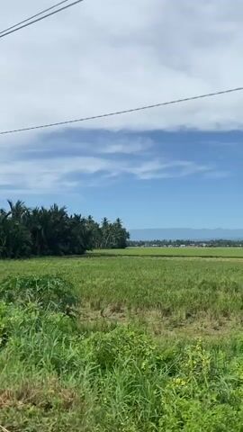 The video shows a wide shot of a lush green rice field under a partly cloudy blue sky.  A line of trees sits to the left side of the field, and a mountain range is visible in the distance. There are power lines running across the top of the frame. The camera appears to be stationary.