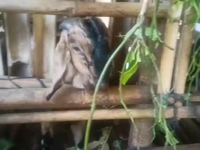 A goat is visible inside a bamboo pen. The goat's head is brown with black markings and it is looking down and to the left. The goat appears to be eating green foliage that is hanging into the pen. The pen is constructed from bamboo poles tied together with rope.