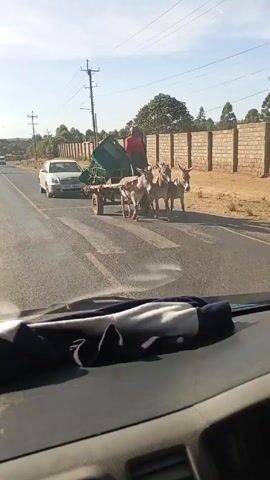 The video is shot from inside a car, capturing the view of the road ahead through the windshield. At the start, a silver car is parked in front, and a bullock cart carrying two people and a large, green container is crossing the road. The driver then proceeds, passing the silver car and continuing down a paved road with a yellow dividing line. Power lines are visible on poles along the side of the road, which is bordered by a low brick wall and scattered trees. The sky is clear and blue. As the car moves, other vehicles can be seen driving in the distance ahead.