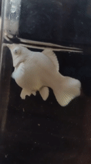 Pale aquarium fish with iridescent fins in a dark tank