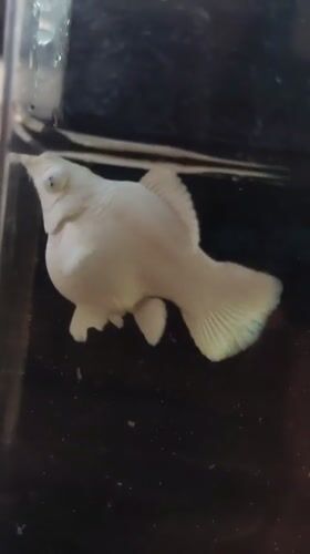 Pale aquarium fish with iridescent fins in a dark tank
