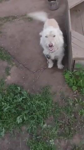 A medium-sized, light-colored dog with shaggy fur is tethered to a metal chain. The dog appears to be panting with its tongue out and is looking towards the camera. The ground is dirt and grass, with some green plants visible. A wooden structure, possibly stairs or a porch, is to the right of the dog. The overall lighting suggests it is daytime, but the light is dim.