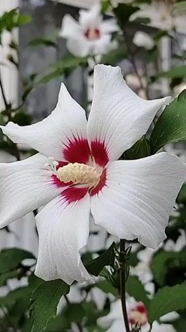 The video shows a close-up of a white hibiscus flower with a red center. The flower is in focus, and the background is blurred, showing other hibiscus flowers and green leaves. The video is shot outdoors in daylight, and the lighting suggests it is either early morning or late afternoon. The camera slowly pans up and to the right, revealing more of the hibiscus plant and a white building with a window in the background. The building appears to be a house or a shed. The overall impression is a peaceful and serene scene of nature.
