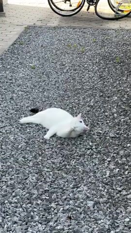 A white cat with black markings on its tail and head is lying on its back on a gravel surface. The cat's legs are extended, and its body is relaxed. The cat appears to be enjoying the sun, as its eyes are closed and its body is partially obscured by its front paws. In the background, two bicycles are parked next to a building. The environment is an outdoor setting, likely a driveway or patio. The lighting suggests it is daytime.
