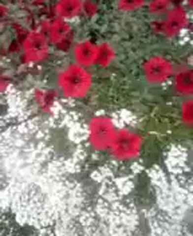 The video displays a close-up, shaky, and blurry view of red flowers, possibly petunias, with smaller white flowers in the foreground. The lighting is bright, suggesting daytime, but the quality of the footage makes it difficult to discern specific details of the environment beyond the flowers. There are no people or discernible objects other than the flora. The camera appears to be moving erratically, leading to the shaky and blurry visual.