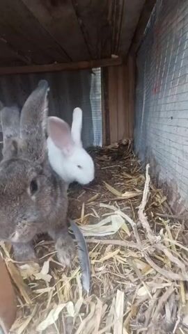 The video shows a wooden cage housing two rabbits, one white and one gray. The white rabbit is sitting on straw in the corner of the cage, near a wire mesh side. The gray rabbit is in the foreground, partially obscuring the view. The cage is filled with straw, a few twigs, and what appears to be a feather. The wooden structure of the cage is visible, as well as a piece of metal sheeting.