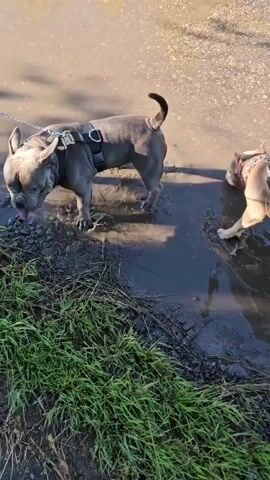 Two dogs, a grey one on a leash and harness and a tan one on a leash and collar, are in a puddle of water. The grey dog is drinking from the puddle and the tan dog is looking at it. The scene appears to be outdoors, possibly in a park or a rural area, with grass and dirt visible. The lighting suggests it is daytime, and the presence of the puddle indicates recent rain or damp conditions. The dogs seem engaged and curious, with the grey dog focused on drinking and the tan dog observing. No text is visible in the media.