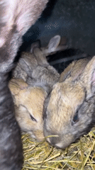 Rabbit families with newborn kits observed in Bulgarian village