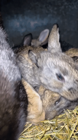 Rabbit families with newborn kits observed in Bulgarian village
