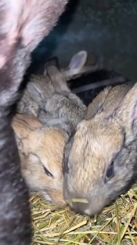Rabbit families with newborn kits observed in Bulgarian village